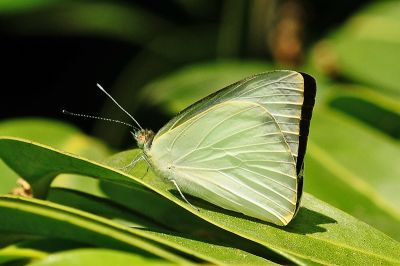 尖粉蝶 Appias albina semperi 性別不明