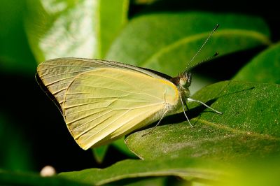 尖粉蝶 Appias albina semperi 性別不明