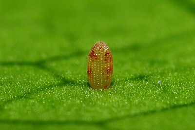 尖粉蝶 Appias albina semperi