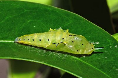 尖粉蝶 Appias albina semperi
