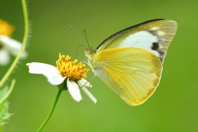 尖粉蝶 Appias albina semperi 性別不明