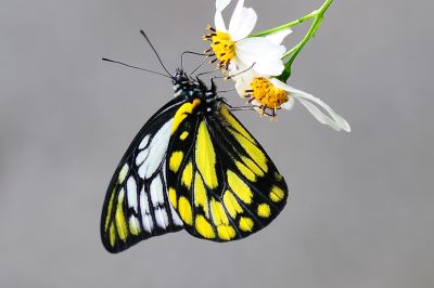 鋸粉蝶 Prioneris thestylis formosana 性別不明