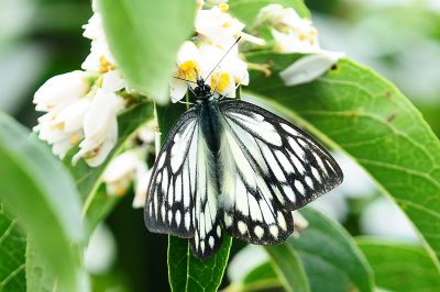 鋸粉蝶 Prioneris thestylis formosana 性別不明
