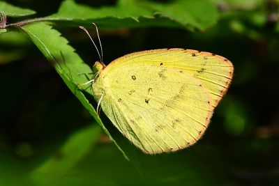 星黃蝶 Eurema brigitta hainana 性別不明