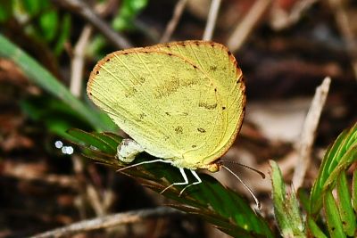 星黃蝶 Eurema brigitta hainana 雌蟲
