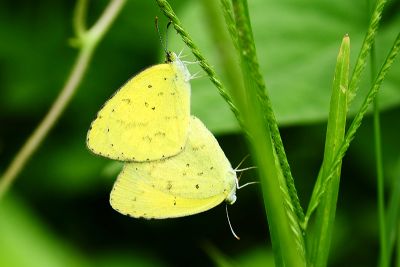 星黃蝶 Eurema brigitta hainana 性別不明