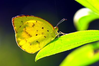 星黃蝶 Eurema brigitta hainana
