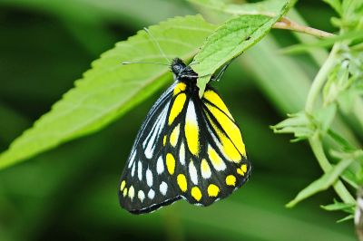 條斑豔粉蝶 Delias lativitta formosana 性別不明