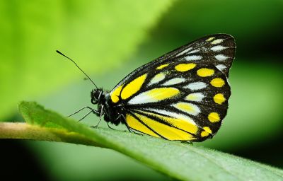 條斑豔粉蝶 Delias lativitta formosana 性別不明