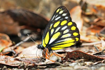 條斑豔粉蝶 Delias lativitta formosana 性別不明