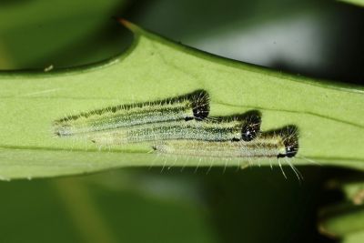 流星絹粉蝶 Aporia agathon moltrechti