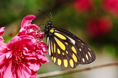流星絹粉蝶 Aporia agathon moltrechti