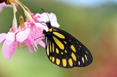 流星絹粉蝶 Aporia agathon moltrechti