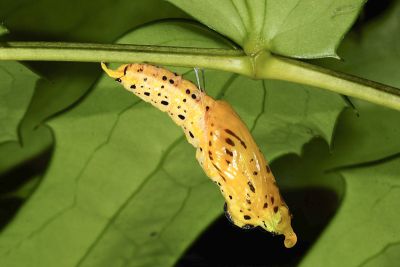 流星絹粉蝶 Aporia agathon moltrechti