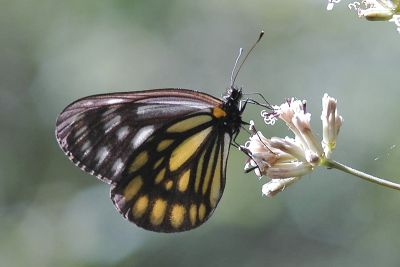 流星絹粉蝶 Aporia agathon moltrechti 性別不明