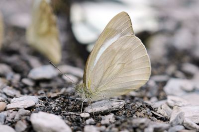 淡褐脈粉蝶 Cepora nadina eunama 性別不明