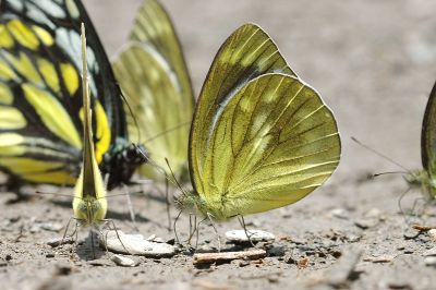 淡褐脈粉蝶 Cepora nadina eunama 性別不明