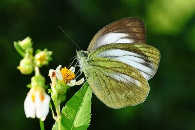 淡褐脈粉蝶 Cepora nadina eunama 性別不明