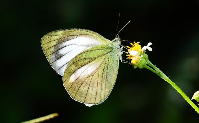 淡褐脈粉蝶 Cepora nadina eunama 性別不明