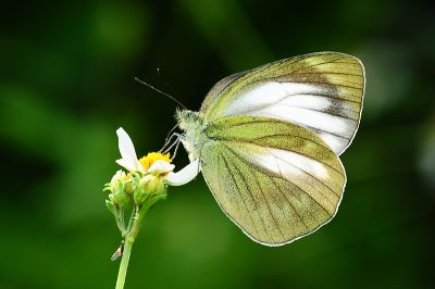 淡褐脈粉蝶 Cepora nadina eunama 性別不明