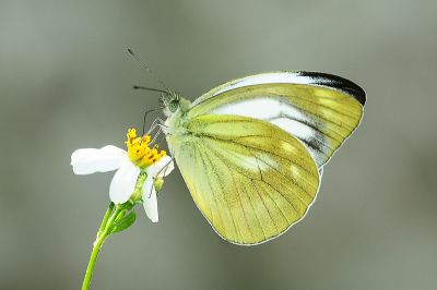 淡褐脈粉蝶 Cepora nadina eunama 性別不明