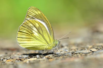 淡褐脈粉蝶 Cepora nadina eunama 性別不明