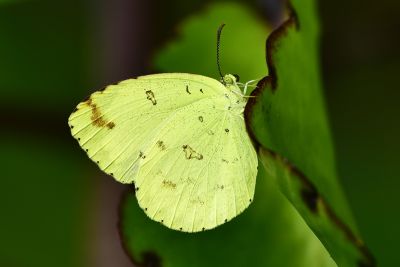 北黃蝶 Eurema mandarina 性別不明