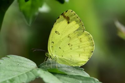 北黃蝶 Eurema mandarina 性別不明