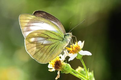 淡褐脈粉蝶 Cepora nadina eunama 性別不明
