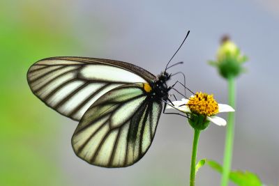 白絹粉蝶 Aporia genestieri insularis 雄蟲