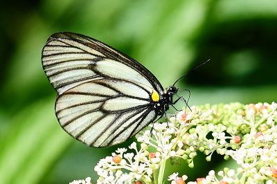 白絹粉蝶 Aporia genestieri insularis 性別不明