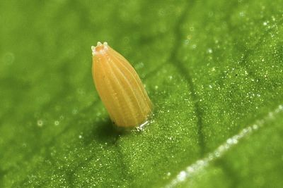 異色尖粉蝶 Appias lyncida eleonora