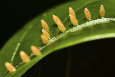 異色尖粉蝶 Appias lyncida eleonora