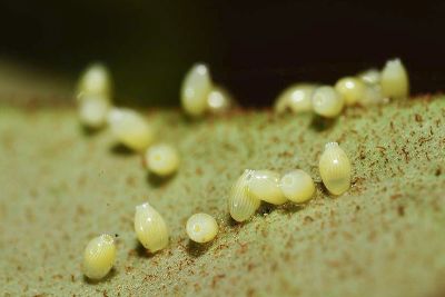 白豔粉蝶 Delias hyparete luzonensis