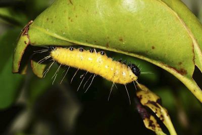 白豔粉蝶 Delias hyparete luzonensis