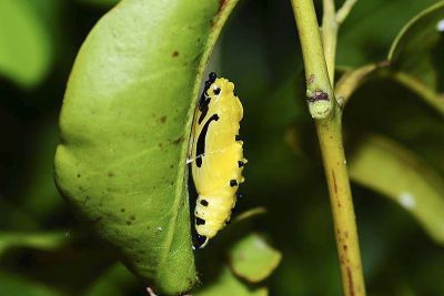 白豔粉蝶 Delias hyparete luzonensis