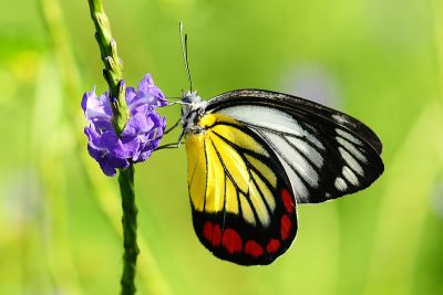 白豔粉蝶 Delias hyparete luzonensis 性別不明