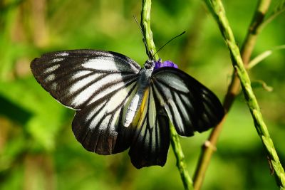 白豔粉蝶 Delias hyparete luzonensis 雌蟲