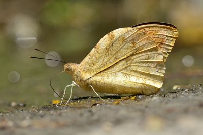 橙端粉蝶 Hebomoia glaucippe formosana 雄蟲
