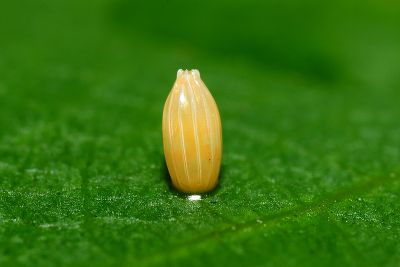 橙端粉蝶 Hebomoia glaucippe formosana