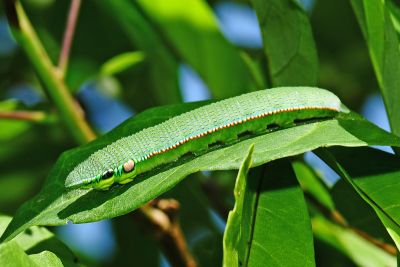 橙端粉蝶 Hebomoia glaucippe formosana
