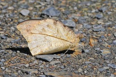 橙端粉蝶 Hebomoia glaucippe formosana