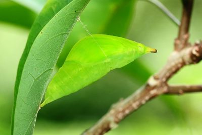橙端粉蝶 Hebomoia glaucippe formosana