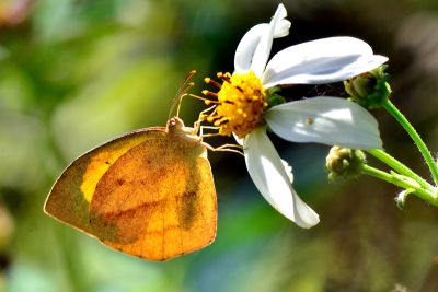角翅黃蝶 Eurema laeta punctissima 性別不明