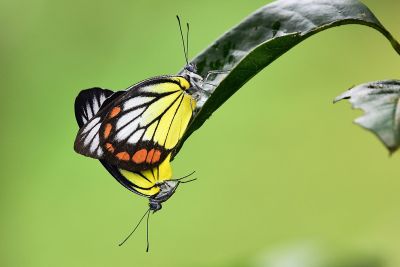 白豔粉蝶 Delias hyparete luzonensis 交尾中個體
