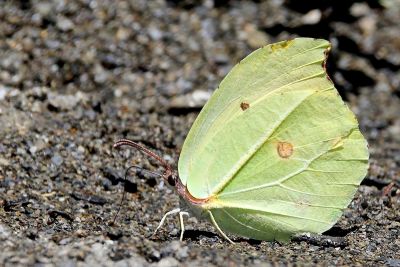 圓翅鉤粉蝶 Gonepteryx amintha formosana 性別不明