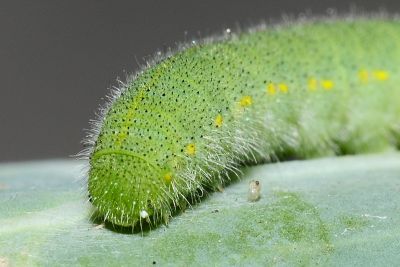 白粉蝶 Pieris rapae crucivora