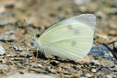 白粉蝶 Pieris rapae crucivora