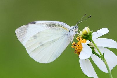 白粉蝶 Pieris rapae crucivora