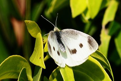 白粉蝶 Pieris rapae crucivora